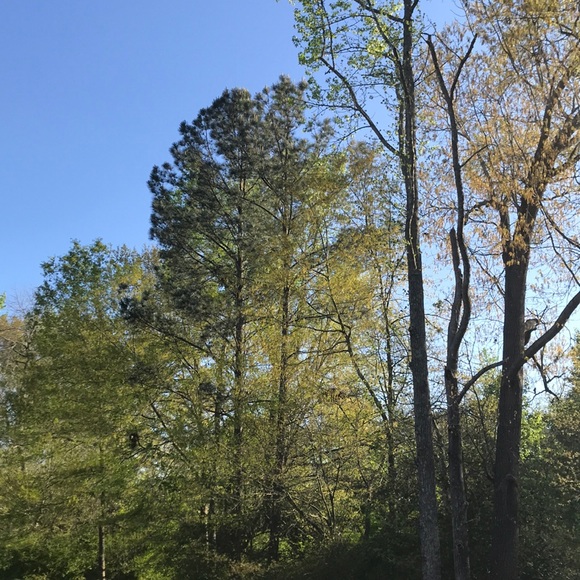 Meet your Posher, Myra - Picture 2 of 2